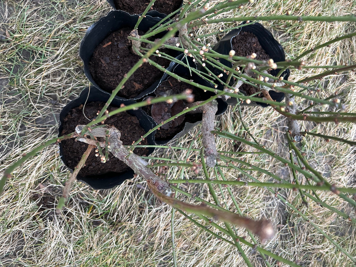 Golden Money Green Sepal Plum - 金钱绿萼梅-self rooted- Shipped with Growing Bag, Post-Blooming（花期已过），Will Sprout New Leaves