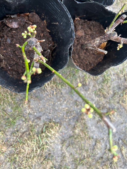 Dragon Dance Plum 龙游梅 – Budding Branch (2cm thick), Shipped with Planting Bag - Flower Buds Present, No Shipping Guarantee on Bud Drop