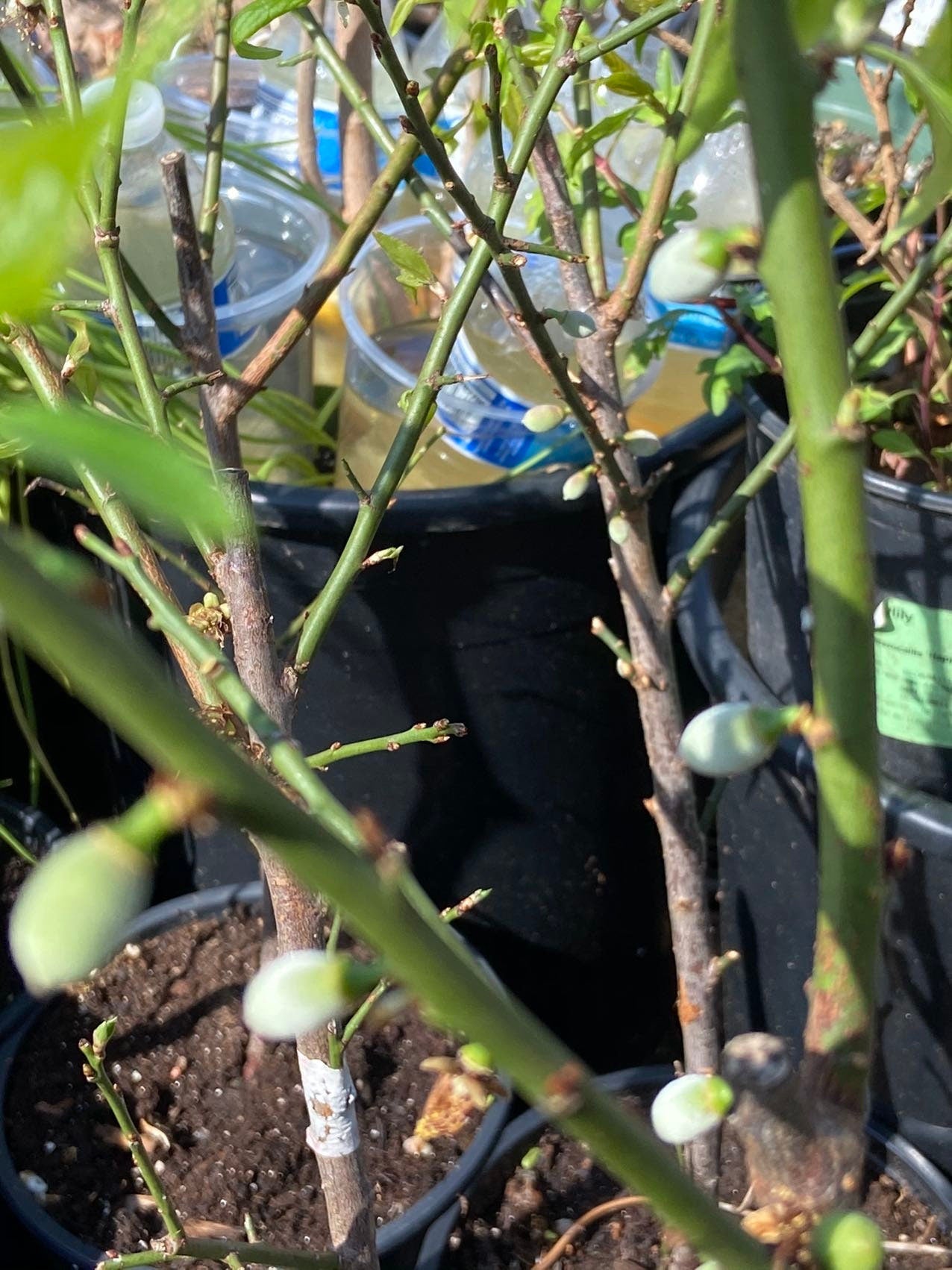 Grafted 3-Year Green Plum 青梅， 1-2cm Trunk, 70-80cm Height, Winter Leaf Drop, Single Plant Fruiting, Double Yield – Shipped + Planting Bag