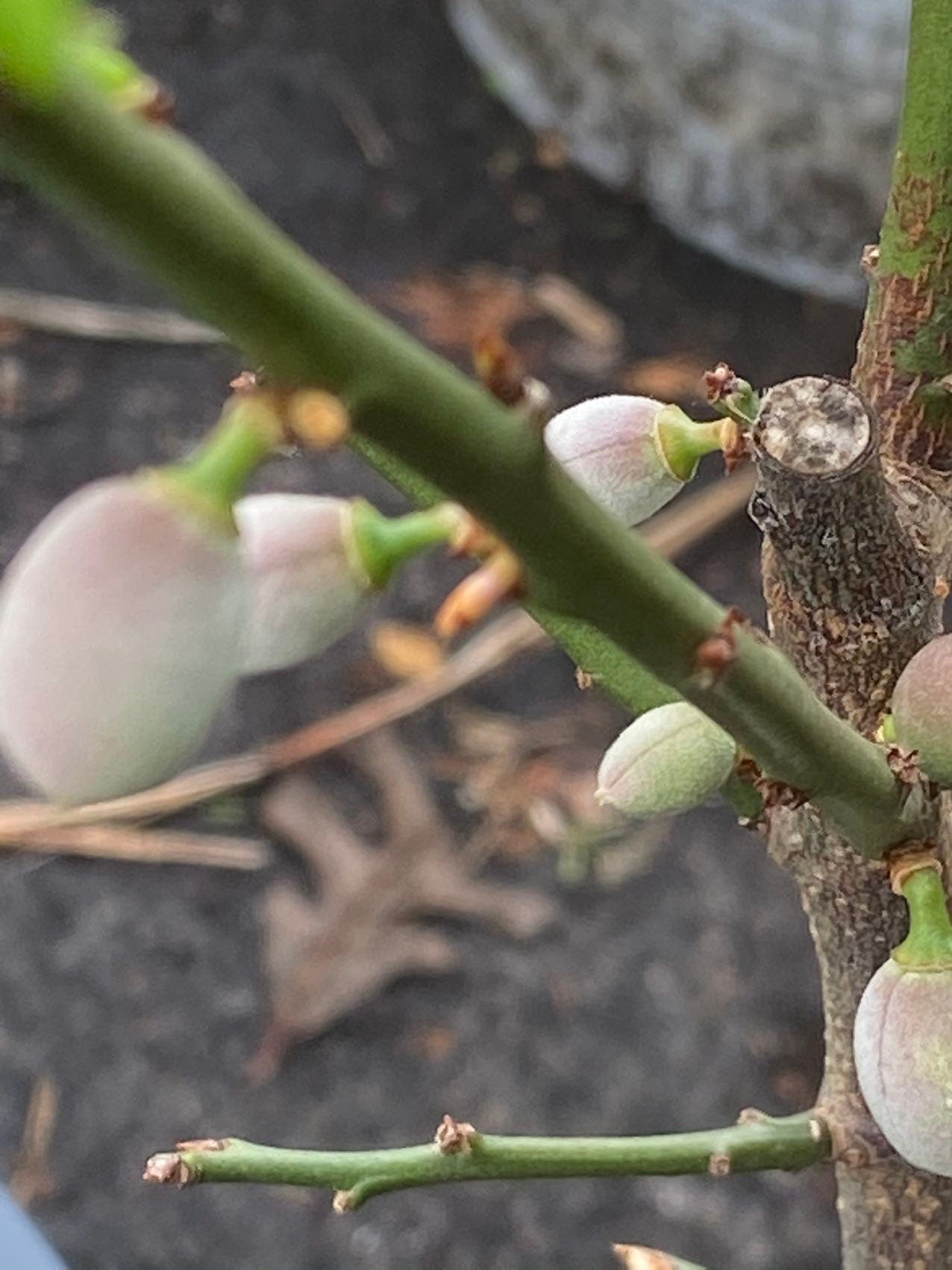 Grafted 3-Year Green Plum 青梅， 1-2cm Trunk, 70-80cm Height, Winter Leaf Drop, Single Plant Fruiting, Double Yield – Shipped + Planting Bag