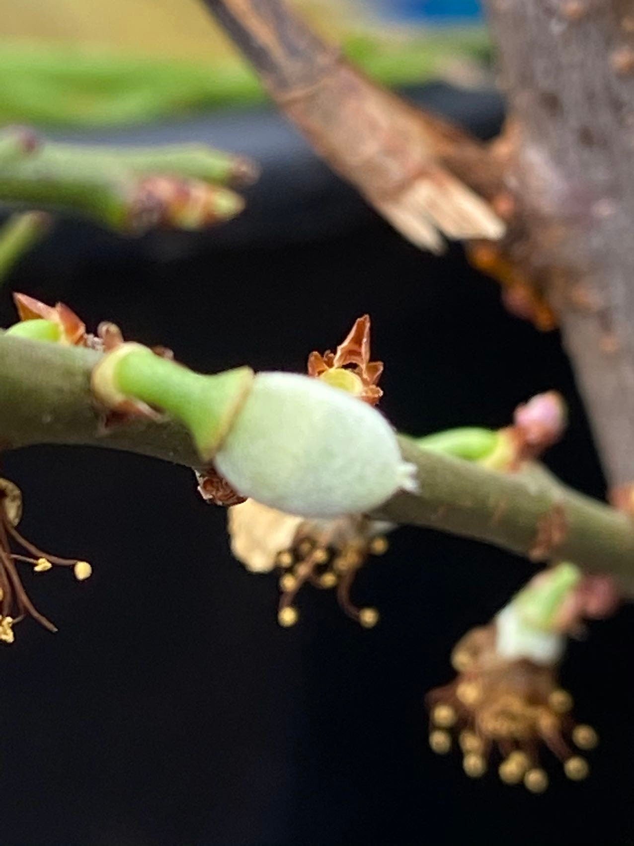 Grafted 3-Year Green Plum 青梅， 1-2cm Trunk, 70-80cm Height, Winter Leaf Drop, Single Plant Fruiting, Double Yield – Shipped + Planting Bag