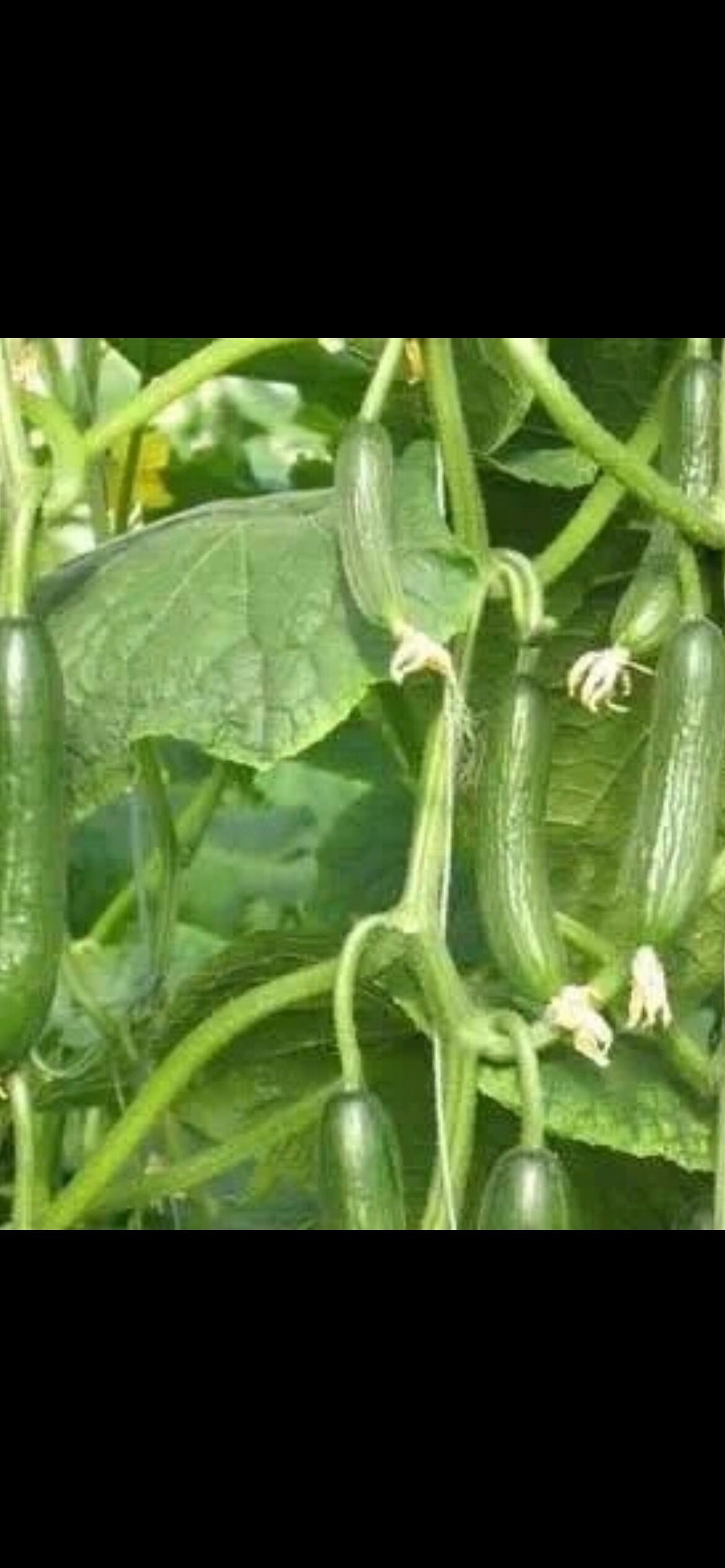 Fruit Cucumber Seeds - 甜脆水果黄瓜种子-40 Seeds per Pack | Dutch Cucumber Variety | Prickle-Free, Thin Skin, Abundant Moisture