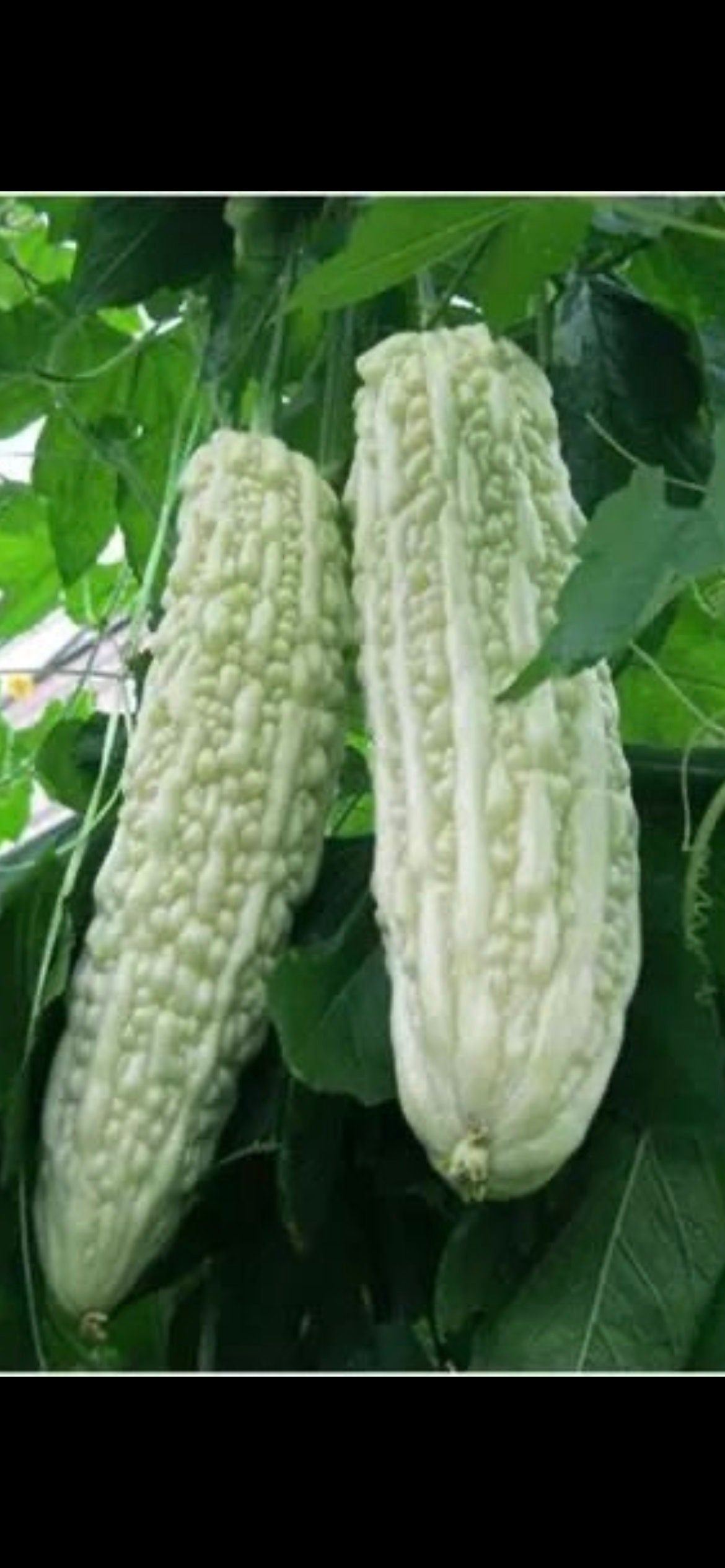 Thick Flesh Long White Bitter Gourd Seeds - 厚肉长白苦瓜种子-30 Seeds per Order-High-Yield Variety with Strong Disease Resistance