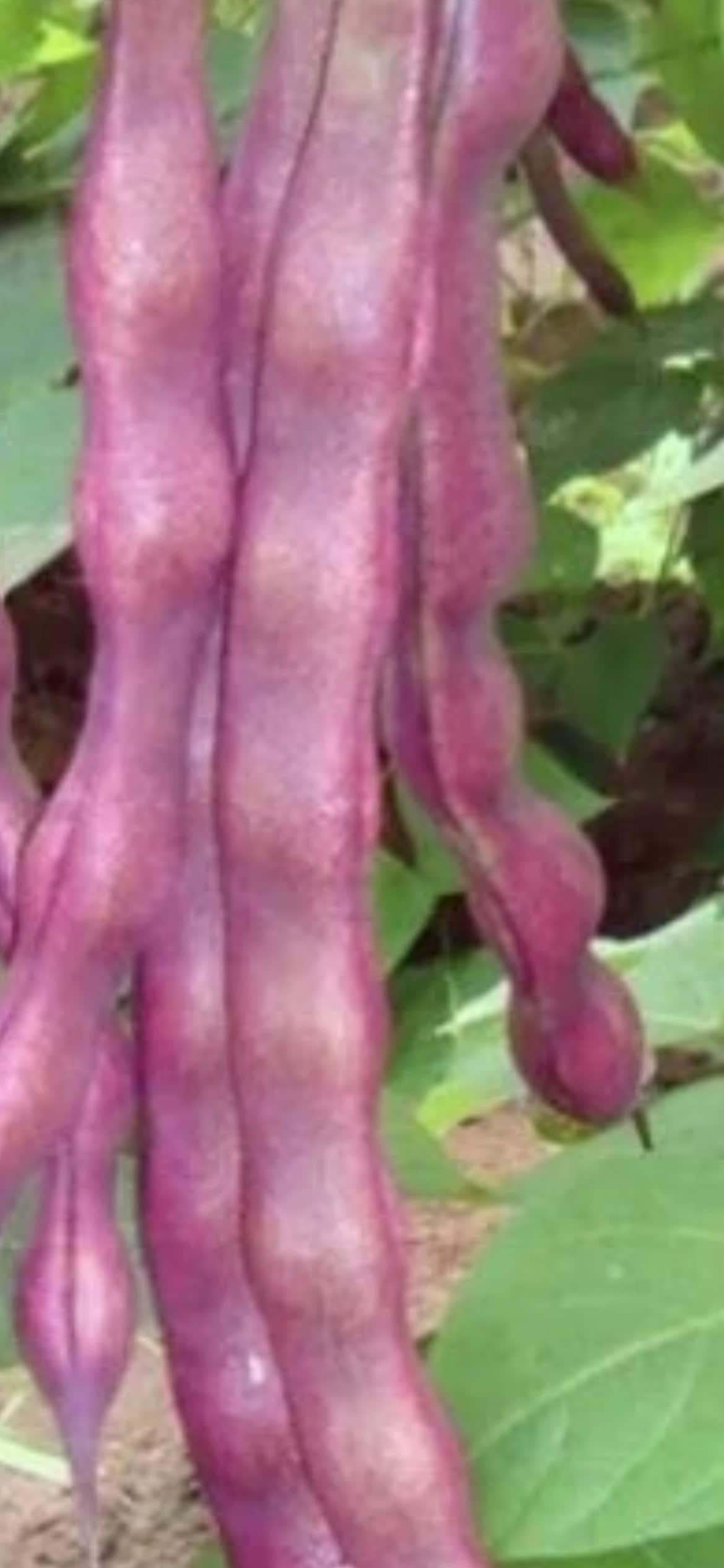 Autumn Purple Bean Seeds - 18 Seeds per Order, High-Yield Variety with Exceptional Flavor and Vibrant Purple Pods
