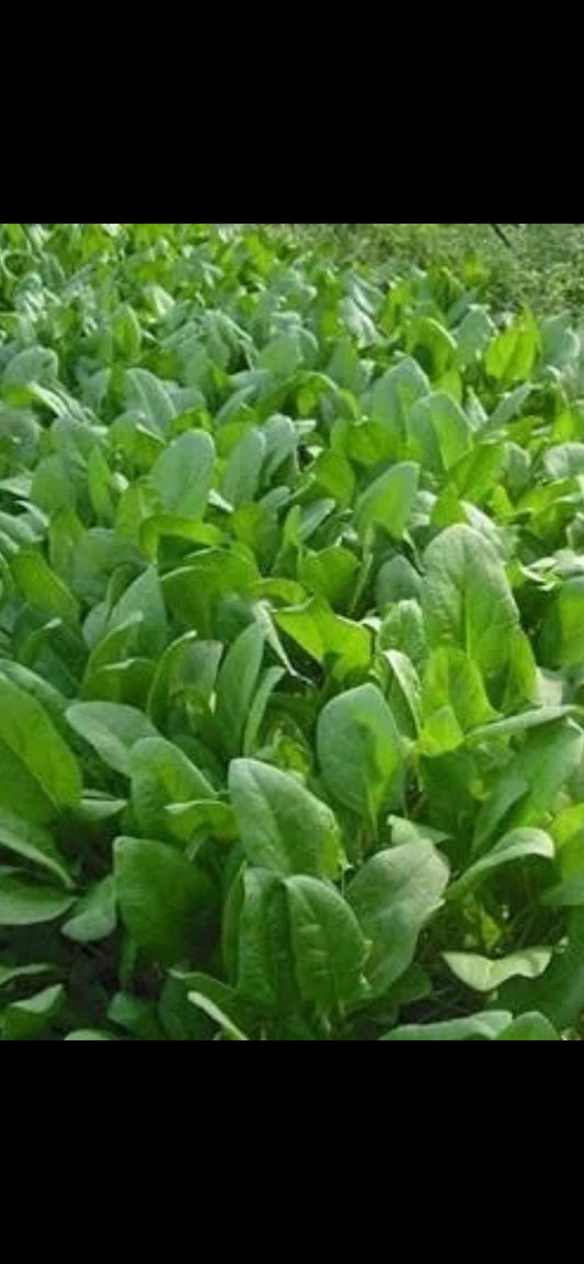 Four Seasons Large Leaf Spinach Seeds - 四季大叶菠菜种子-1000 Seeds per Pack for Sale