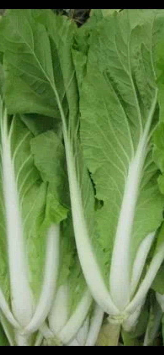 Early Maturing No. 5 Chinese Cabbage Seeds -早熟五号大白菜- 1000 Seeds per Packet