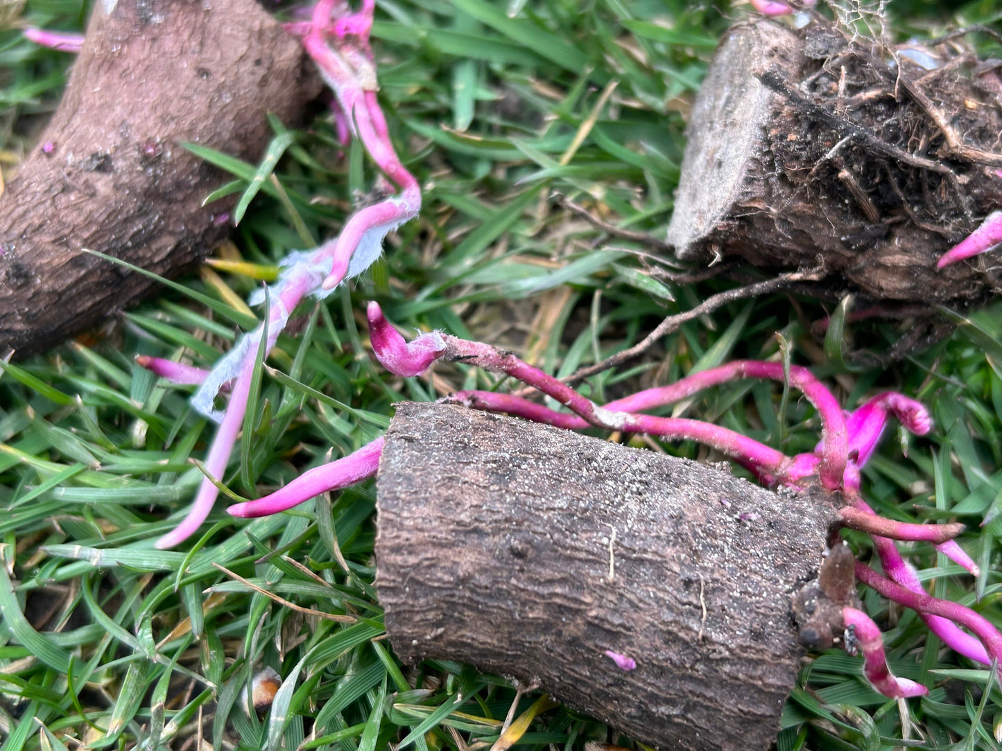 Purple yam tuber sprouts -紫山药块茎苗- one tuber seedling-shipping with growing bag