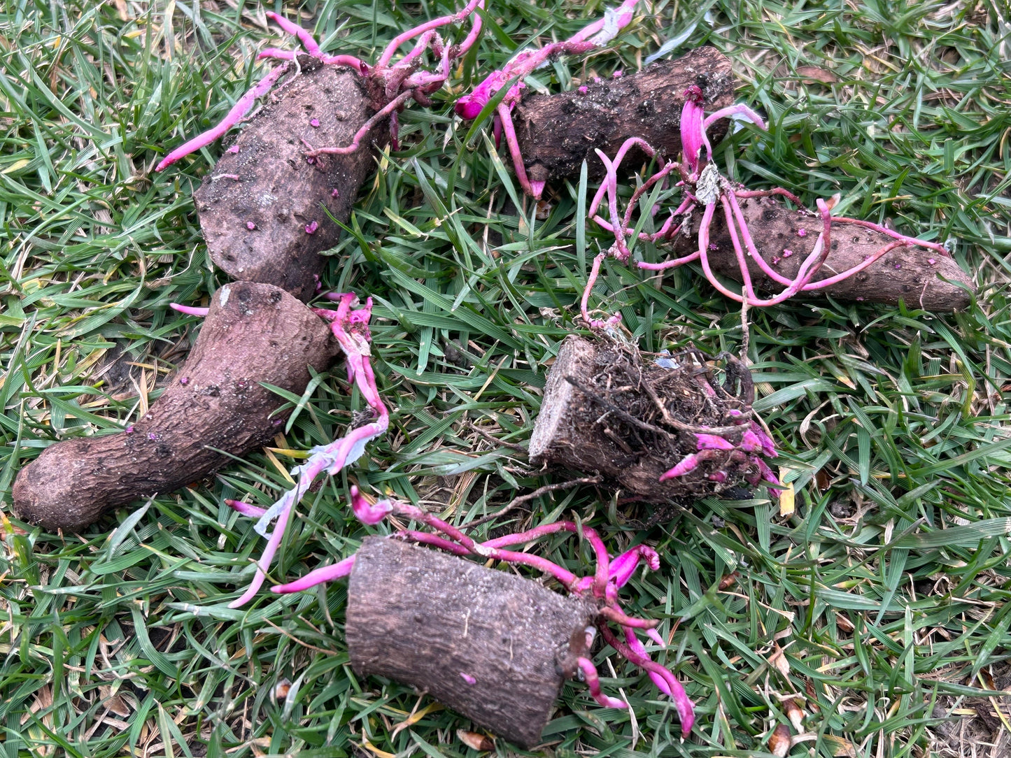 Purple yam tuber sprouts -紫山药块茎苗- one tuber seedling-shipping with growing bag