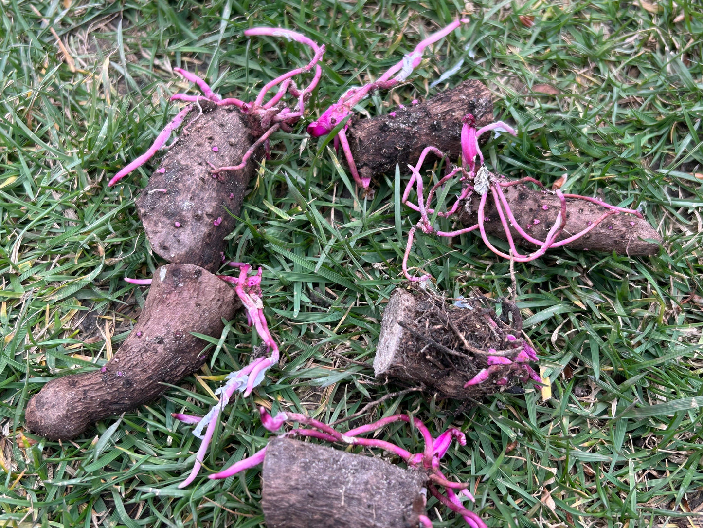 Purple yam tuber sprouts -紫山药块茎苗- one tuber seedling-shipping with growing bag