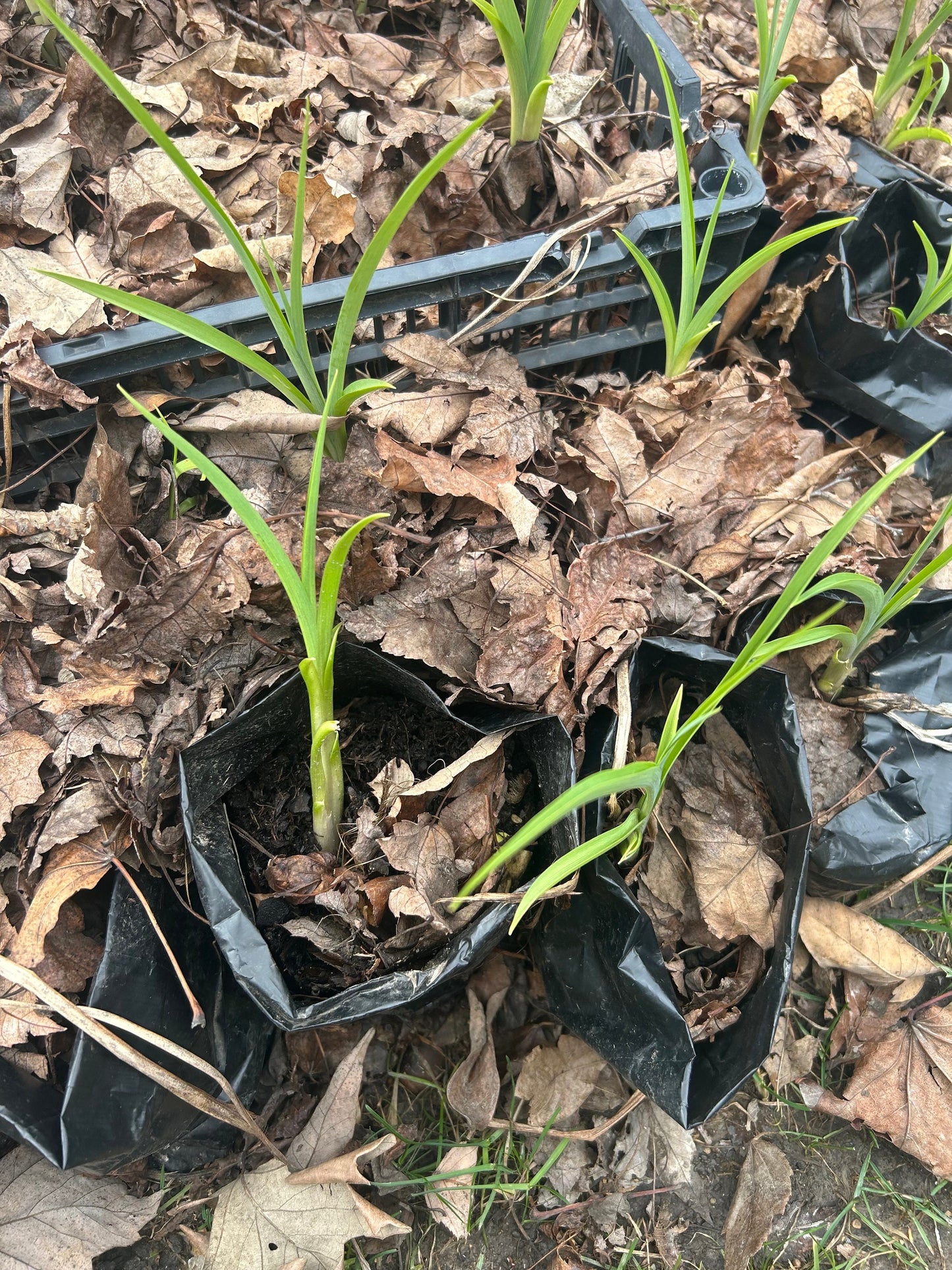 Organic Fresh Edible Daylily ，Golden Needles Plant，可食用黄花菜，金针菜，living plant，growing in bag