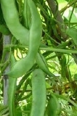 Heilongjiang Small Oil Bean Seeds-黑龙江小油豆- 20 Seeds Per Pack, Plump and Flavorful