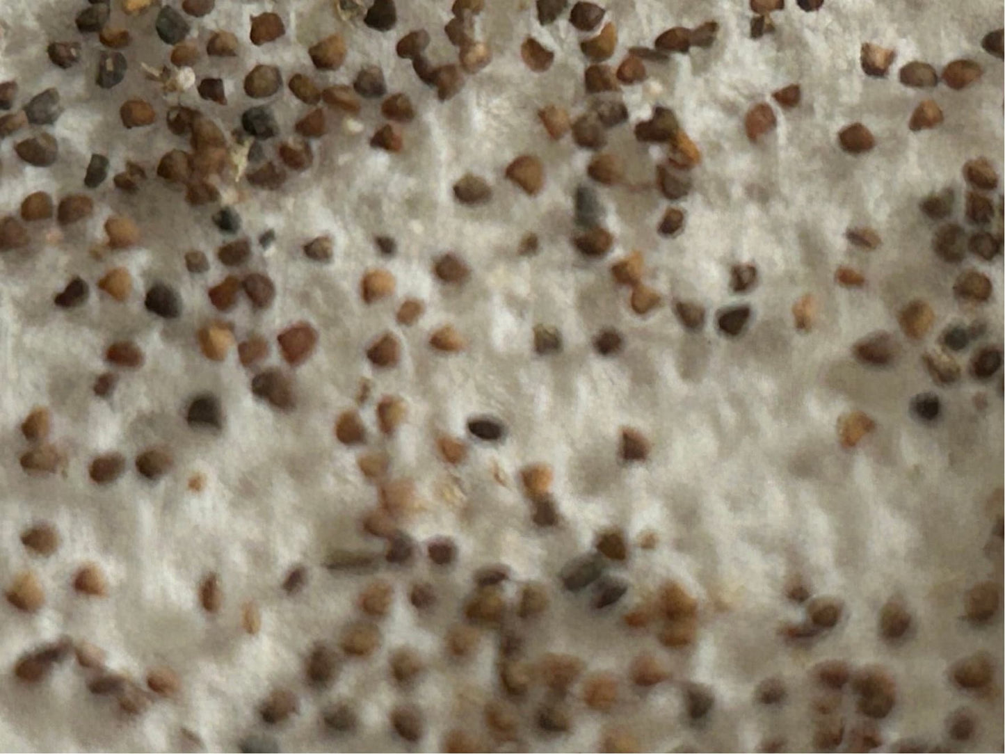 Crystal Ice Plant Seeds-水晶冰菜种子-Hundreds of Tiny Seeds per Pack, Unique Flavor, Fresh and Crisp