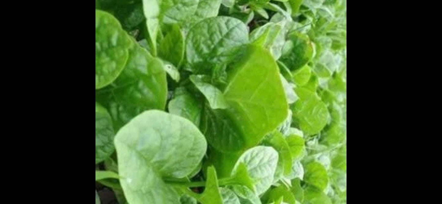 Large Leaf Chinese Malabar Spinach - 大叶木耳菜 - 80+ Seeds