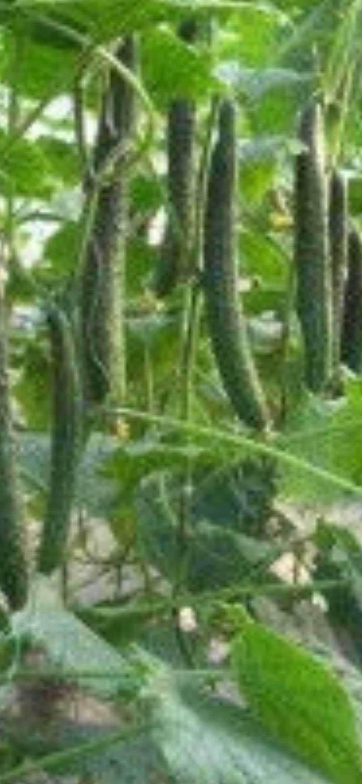 Jinyan Seven Cucumber Seeds - 津研七黄瓜-50 Seeds per Packet - High-Quality and Early Maturing Cucumber Variety