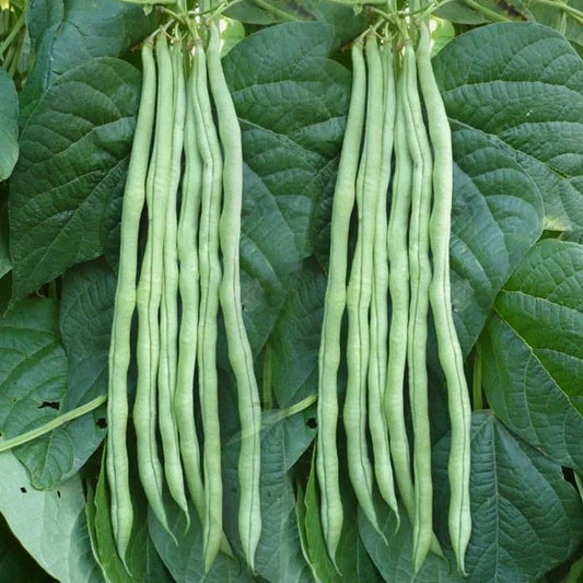 Thai Stringless Bean Seeds -泰国无筋豆- Hassle-Free Growing, Superior Quality, 20 Seeds per Pack