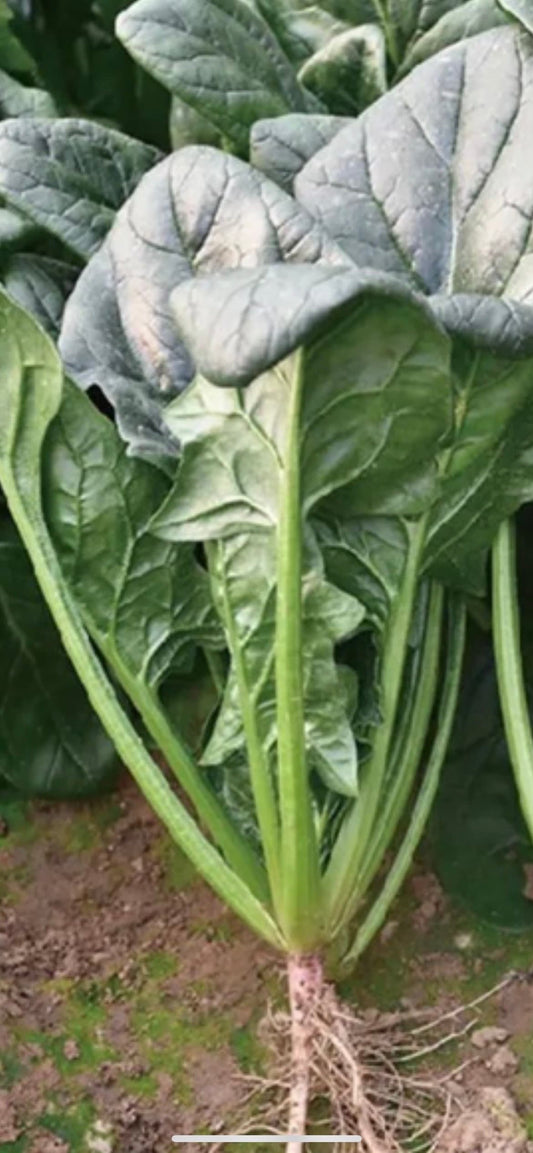 Thick Leaf Spinach Seeds - 大厚叶菠菜-New Variety, 1000 Seeds per Pack