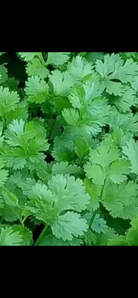 Seasonal Delicious Large Leaf Coriander Seeds -四季美味大叶香菜种子-100 Seeds per Packet