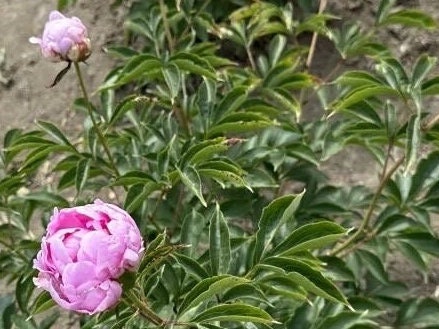 Qingwen Peony晴雯芍药-Robust Roots, Abundant Shoots, a Classic in Pink with Extended Blooming Period - Large Flower Heads, Ideal for Cut Flowers