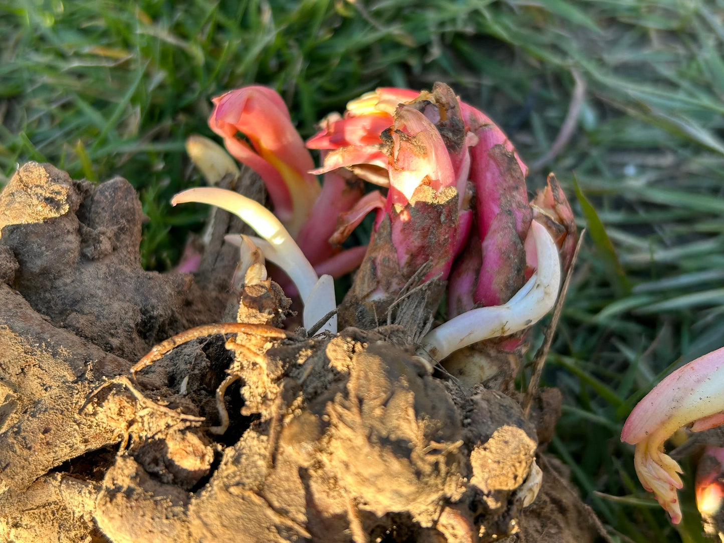 Golden Belt Peony-金带围芍药-Robust Roots, Abundant Shoots, Elegance in Red with Striking Golden Halo