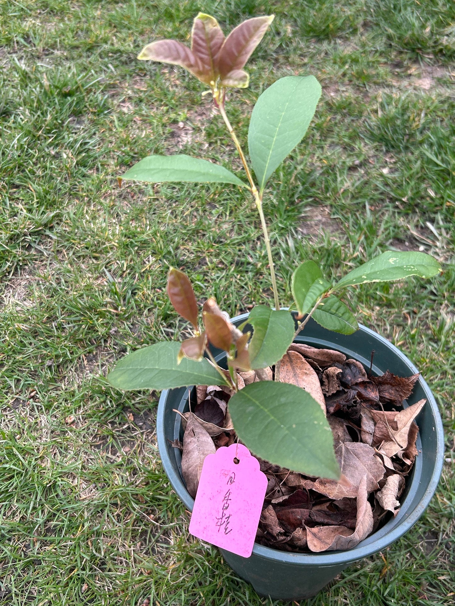 Living Plant: Self-rooted Rixianggui Osmanthus / 日香桂. Growing in pot, Exactly as Shown in the Picture