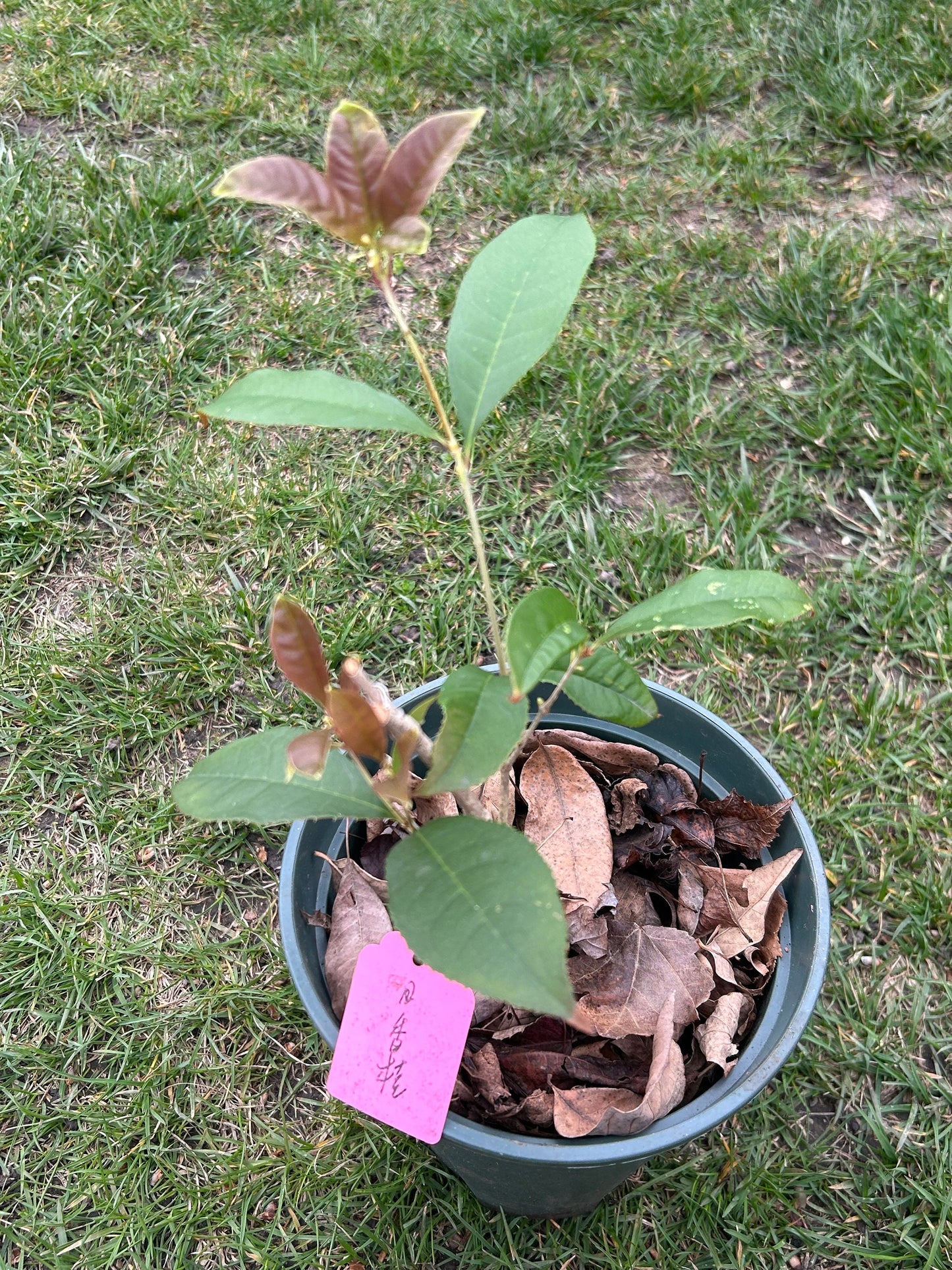 Living Plant: Self-rooted Rixianggui Osmanthus / 日香桂. Growing in pot, Exactly as Shown in the Picture