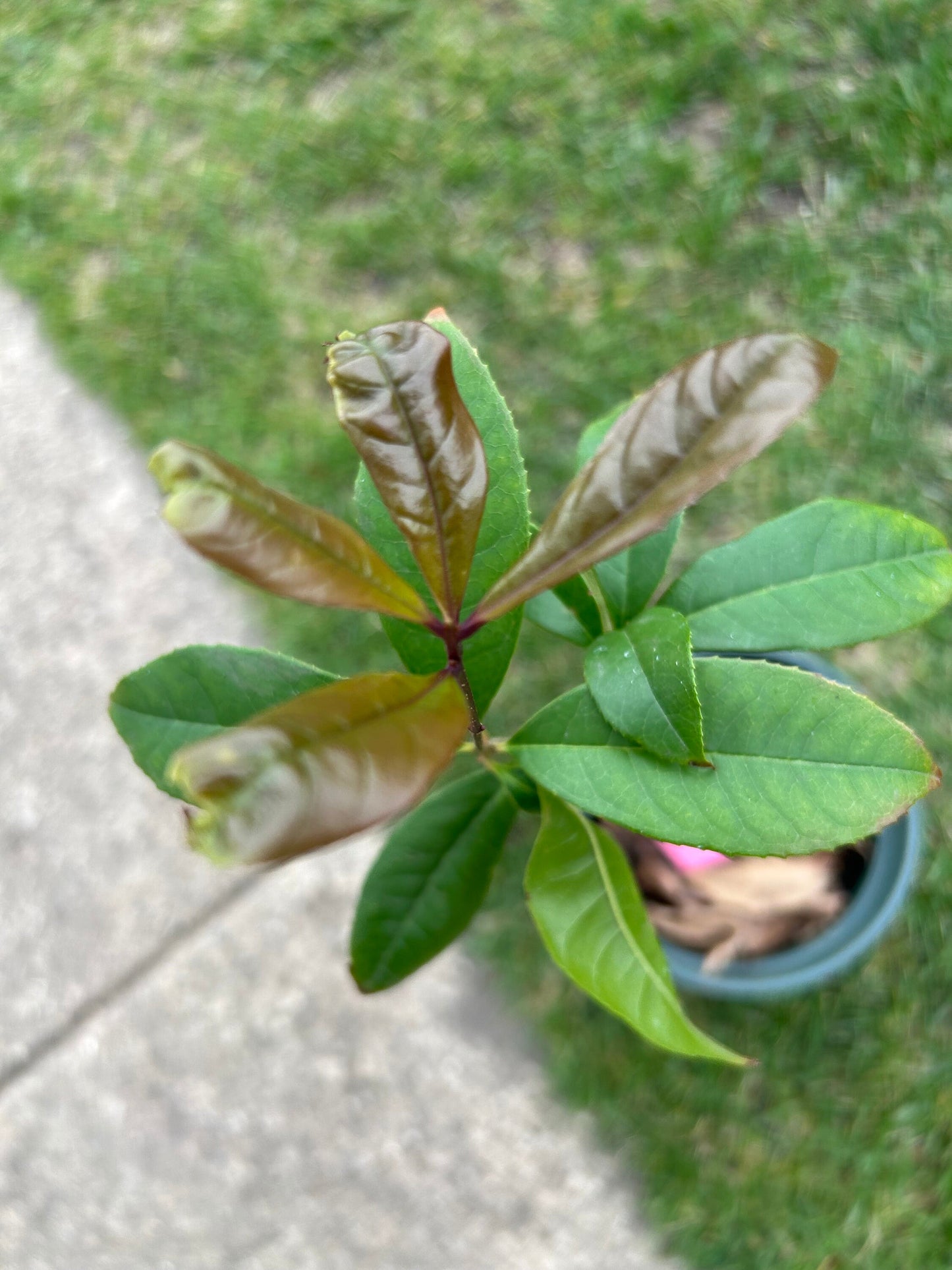 Live Plant: Jinqiu Gui Osmanthus -金球桂 -growing with Pot, as Depicted in Image, Spring Sprouting