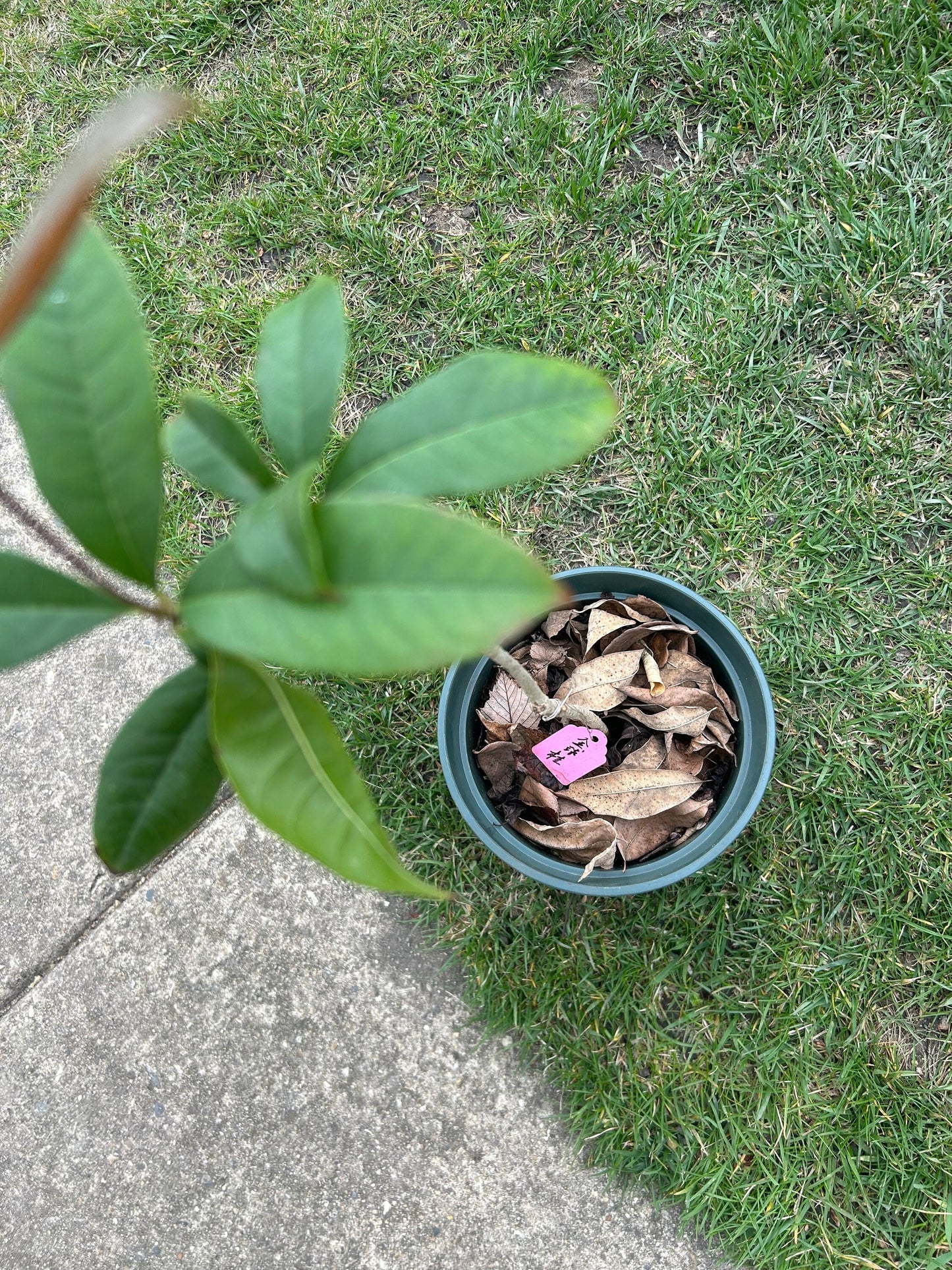 Live Plant: Jinqiu Gui Osmanthus -金球桂 -growing with Pot, as Depicted in Image, Spring Sprouting