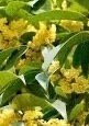 Live Plant: Jinqiu Gui Osmanthus -金球桂 -growing with Pot, as Depicted in Image, Spring Sprouting