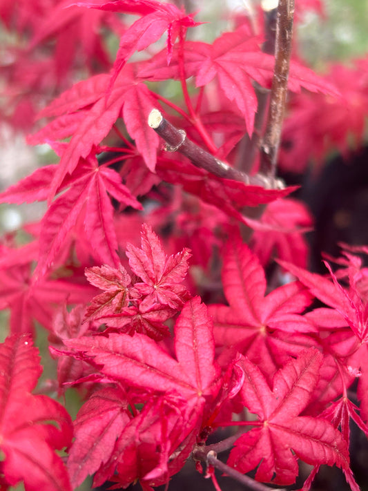 Red Dancing Girl Japanese Maple Tree-日本红舞姬枫树 - Trunk Diameter 1.5cm-Height 50cm-with Planting Bag for Shipping