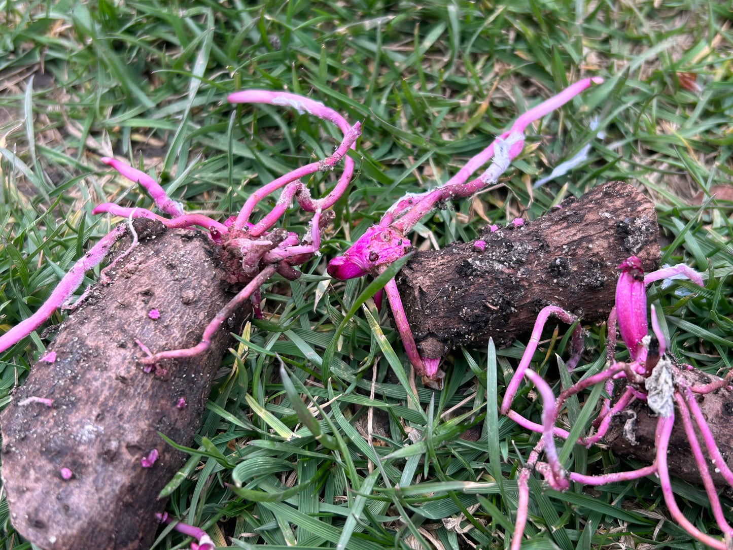 Purple yam tuber sprouts -紫山药块茎苗- one tuber seedling-shipping with growing bag