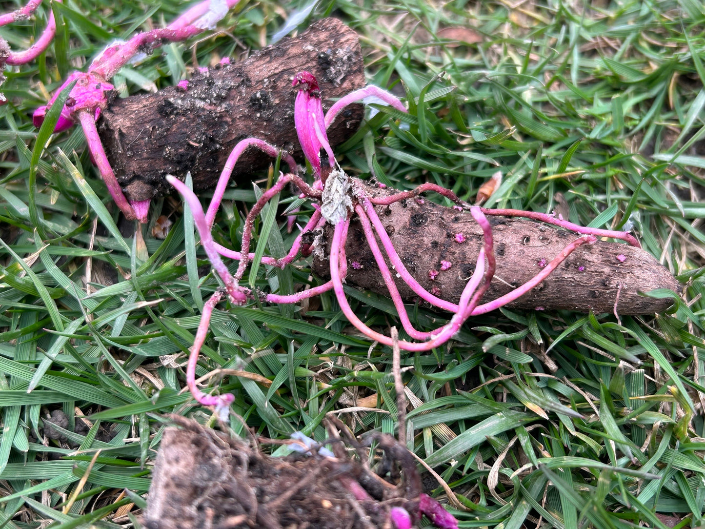 Purple yam tuber sprouts -紫山药块茎苗- one tuber seedling-shipping with growing bag