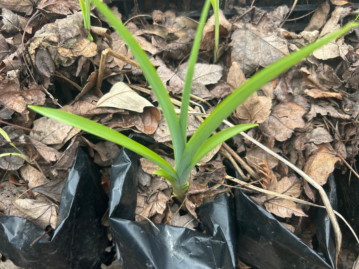 Organic Fresh Edible Daylily ，Golden Needles Plant，可食用黄花菜，金针菜，living plant，growing in bag