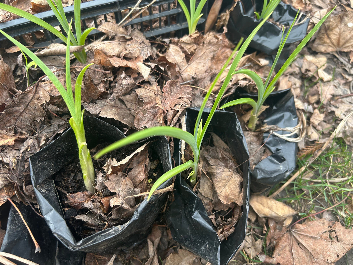 Organic Fresh Edible Daylily ，Golden Needles Plant，可食用黄花菜，金针菜，living plant，growing in bag