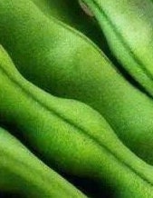 Heilongjiang Small Oil Bean Seeds-黑龙江小油豆- 20 Seeds Per Pack, Plump and Flavorful