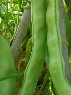 Heilongjiang Small Oil Bean Seeds-黑龙江小油豆- 20 Seeds Per Pack, Plump and Flavorful