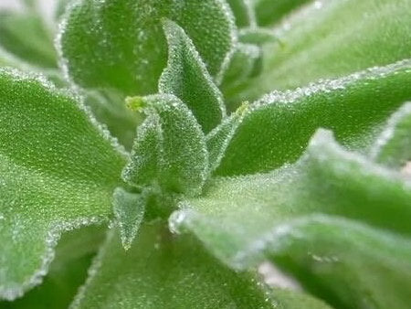 Crystal Ice Plant Seeds-水晶冰菜种子-Hundreds of Tiny Seeds per Pack, Unique Flavor, Fresh and Crisp
