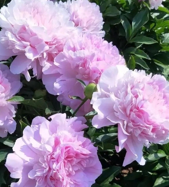 Qingwen Peony晴雯芍药-Robust Roots, Abundant Shoots, a Classic in Pink with Extended Blooming Period - Large Flower Heads, Ideal for Cut Flowers