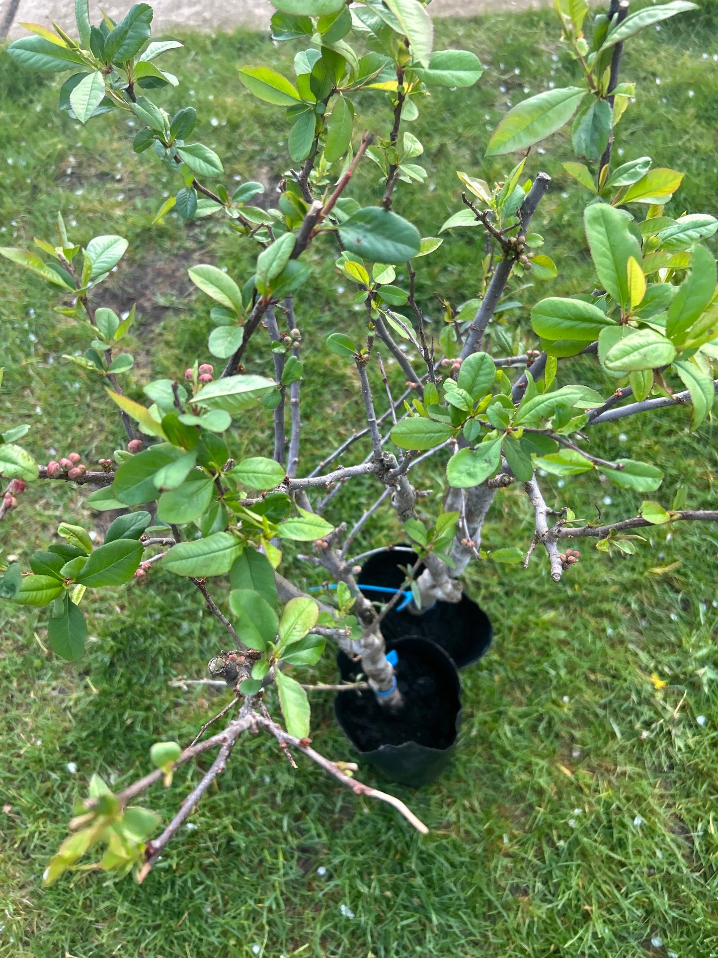 Shijieyi Flowering Quince -世界一海棠- 2.5-3 Inch Thick Stem, 2ft 7inch Tall - Shipping with Growing Bag