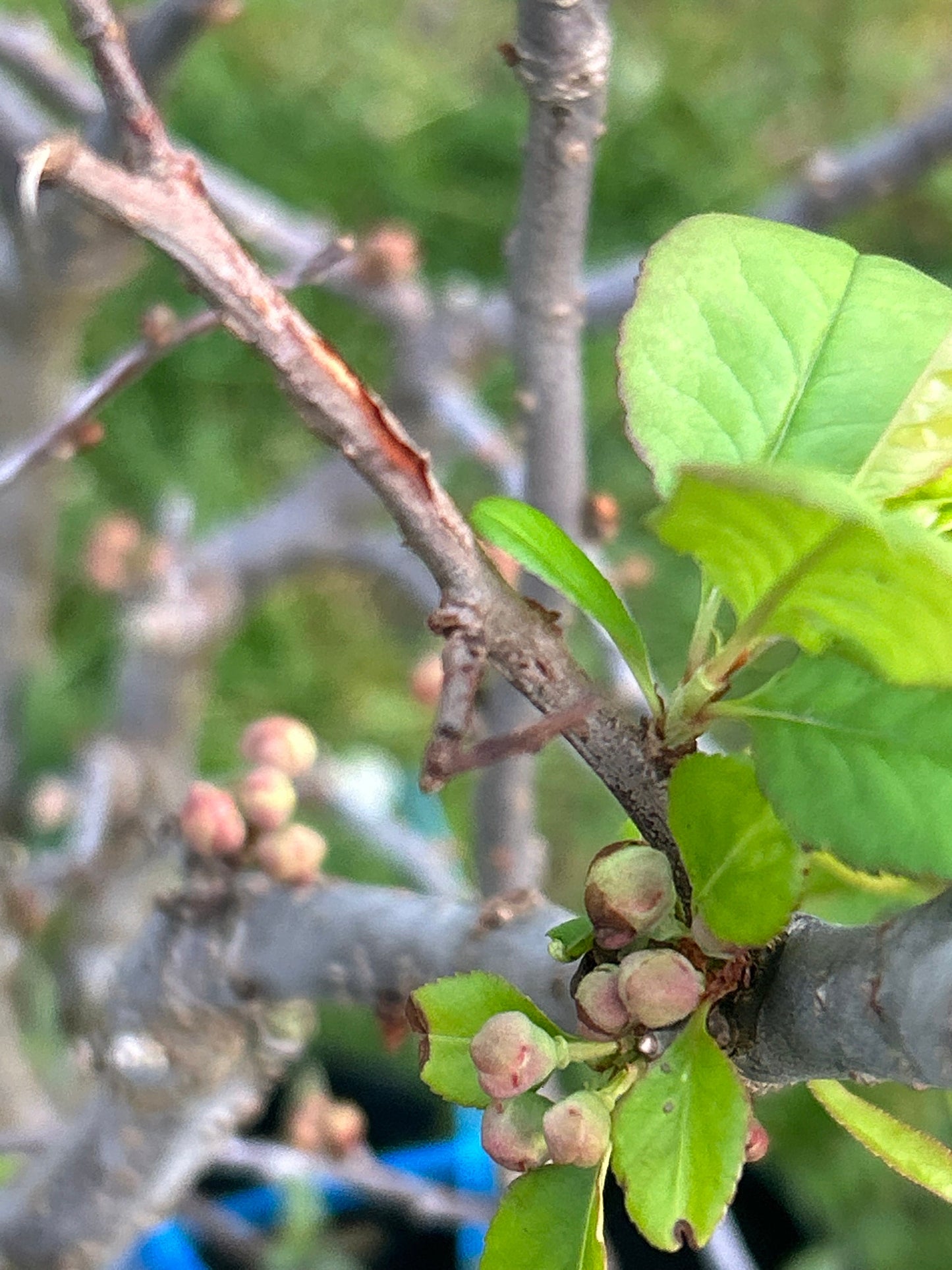 Shijieyi Flowering Quince -世界一海棠- 2.5-3 Inch Thick Stem, 2ft 7inch Tall - Shipping with Growing Bag