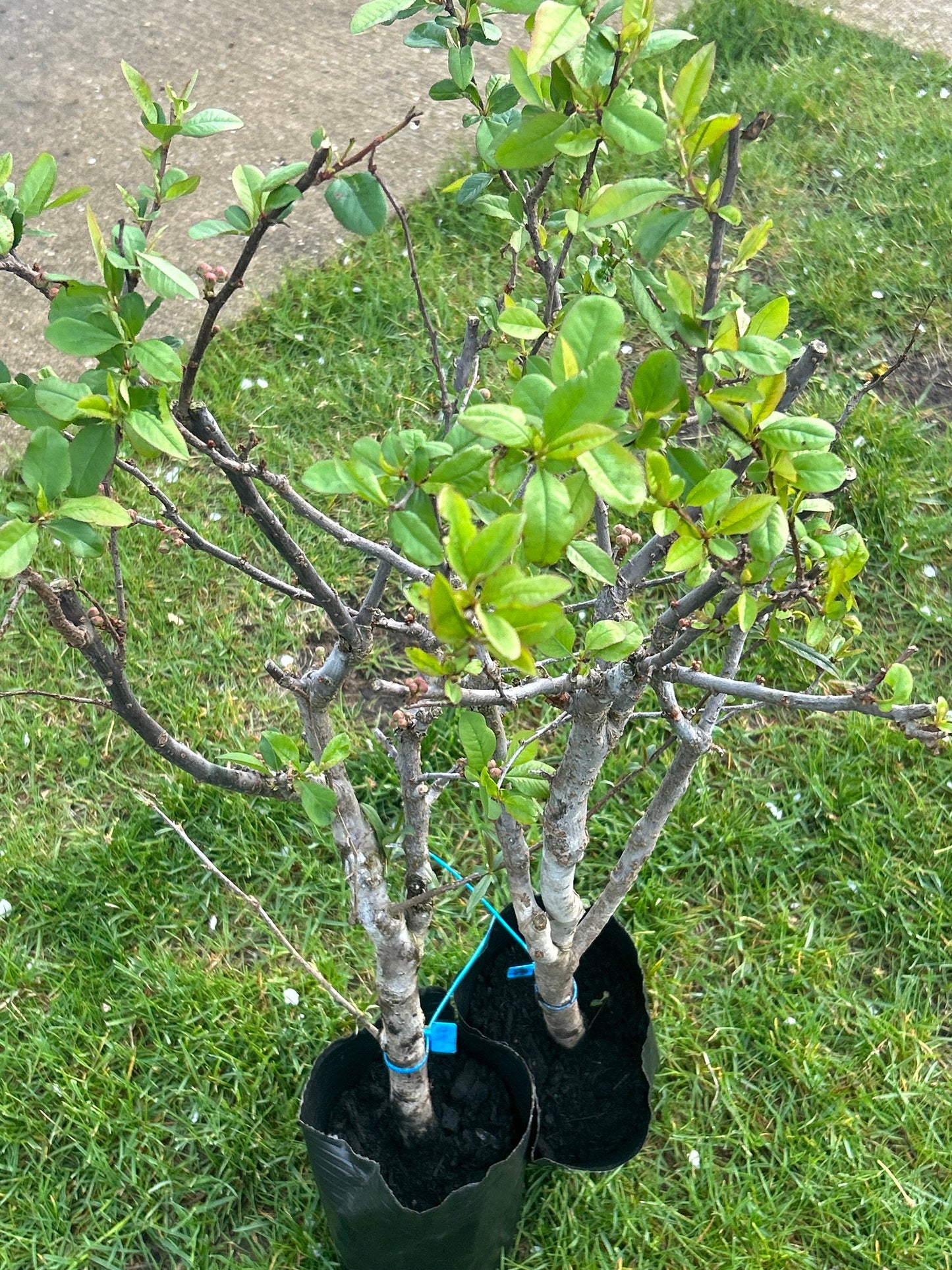 Shijieyi Flowering Quince -世界一海棠- 2.5-3 Inch Thick Stem, 2ft 7inch Tall - Shipping with Growing Bag