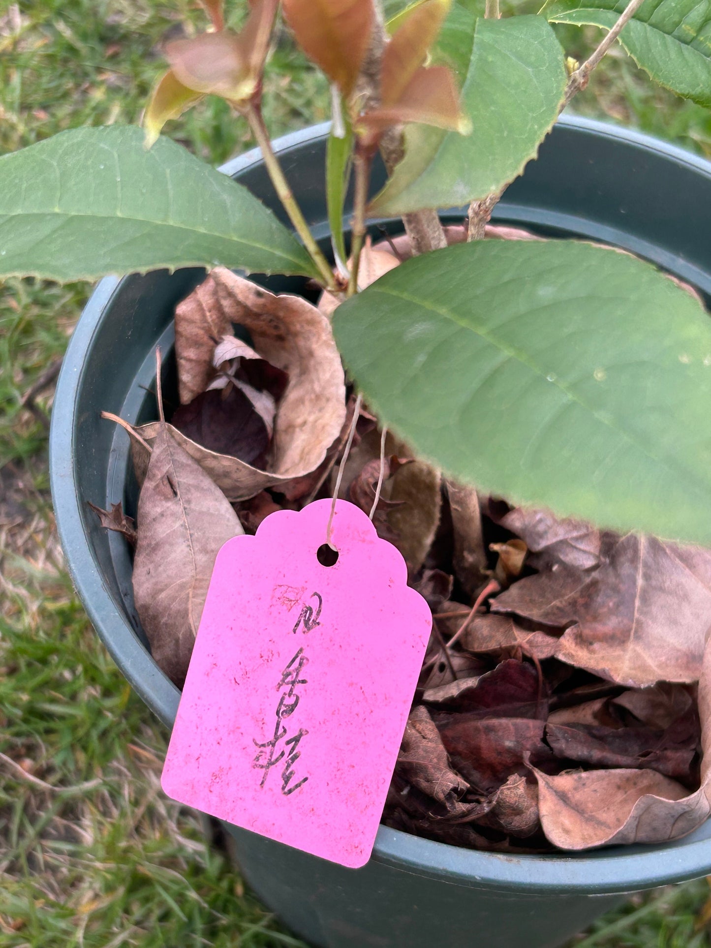 Living Plant: Self-rooted Rixianggui Osmanthus / 日香桂. Growing in pot, Exactly as Shown in the Picture