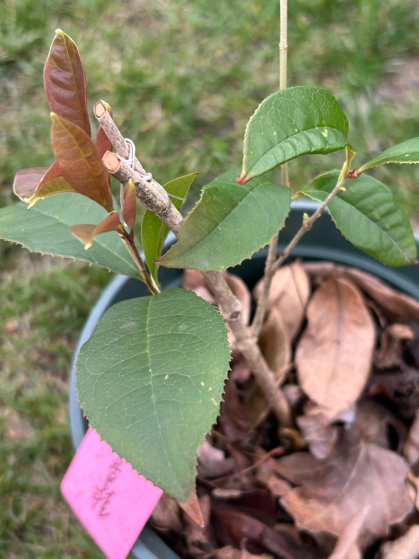 Living Plant: Self-rooted Rixianggui Osmanthus / 日香桂. Growing in pot, Exactly as Shown in the Picture