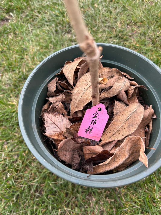 Live Plant: Jinqiu Gui Osmanthus -金球桂 -growing with Pot, as Depicted in Image, Spring Sprouting