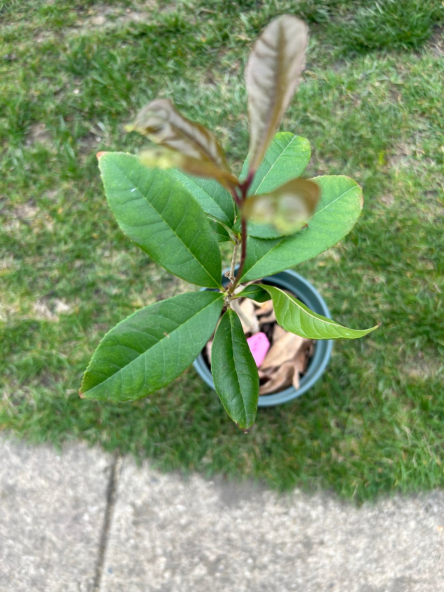 Live Plant: Jinqiu Gui Osmanthus -金球桂 -growing with Pot, as Depicted in Image, Spring Sprouting