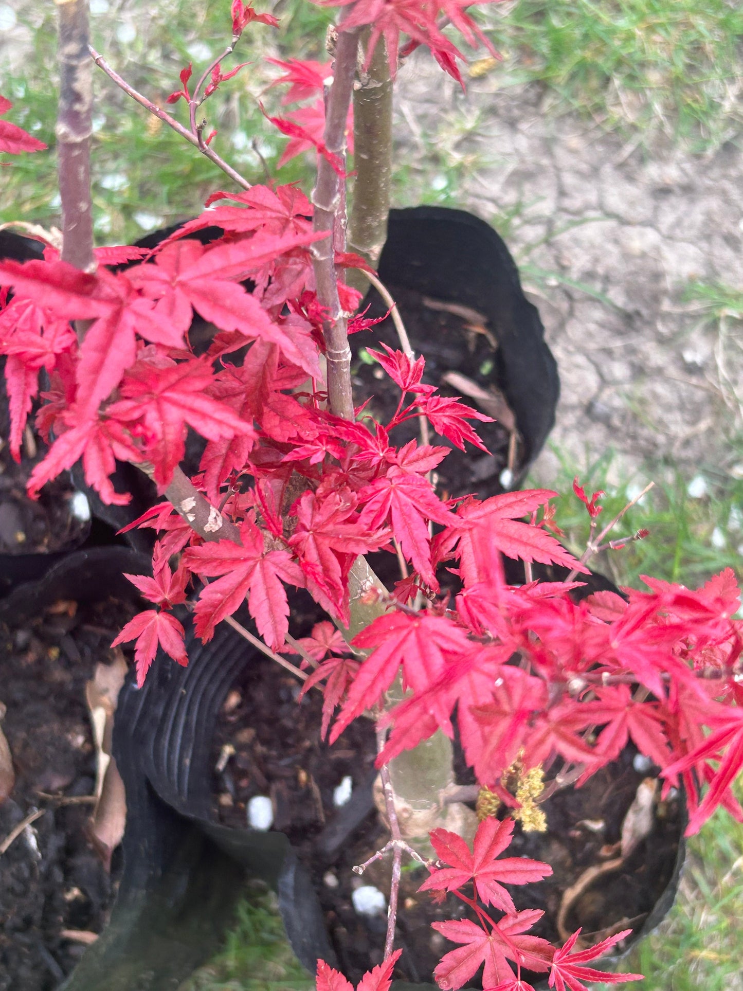 Red Dancing Girl Japanese Maple Tree-日本红舞姬枫树 - Trunk Diameter 1.5cm-Height 50cm-with Planting Bag for Shipping