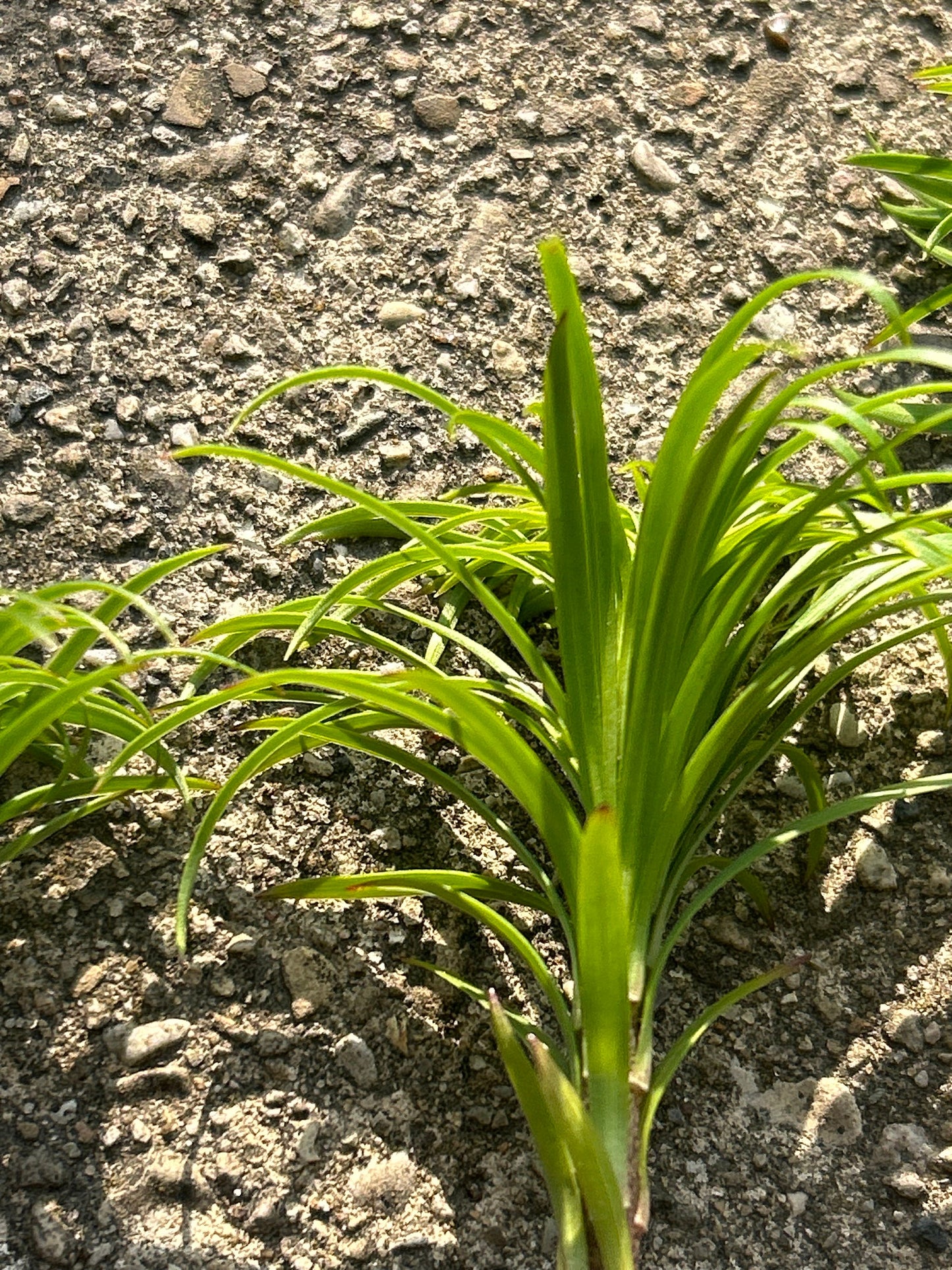 Lanzhou Lily seedling (兰州百合苗) -with 10*10cm pot- Organic Backyard Grown, Edible & Ornamental,Blooms Same Year-free shipping