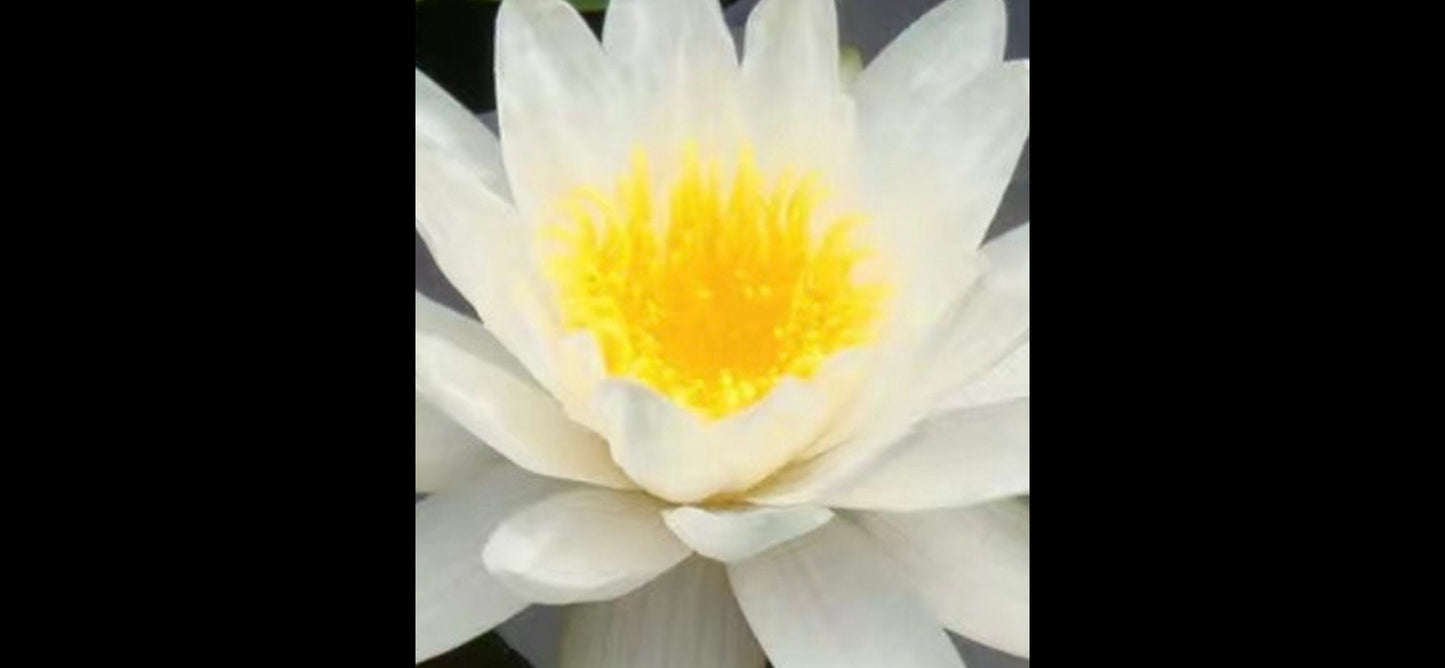 White Noon Water Lily-白子午睡莲-Living Plant