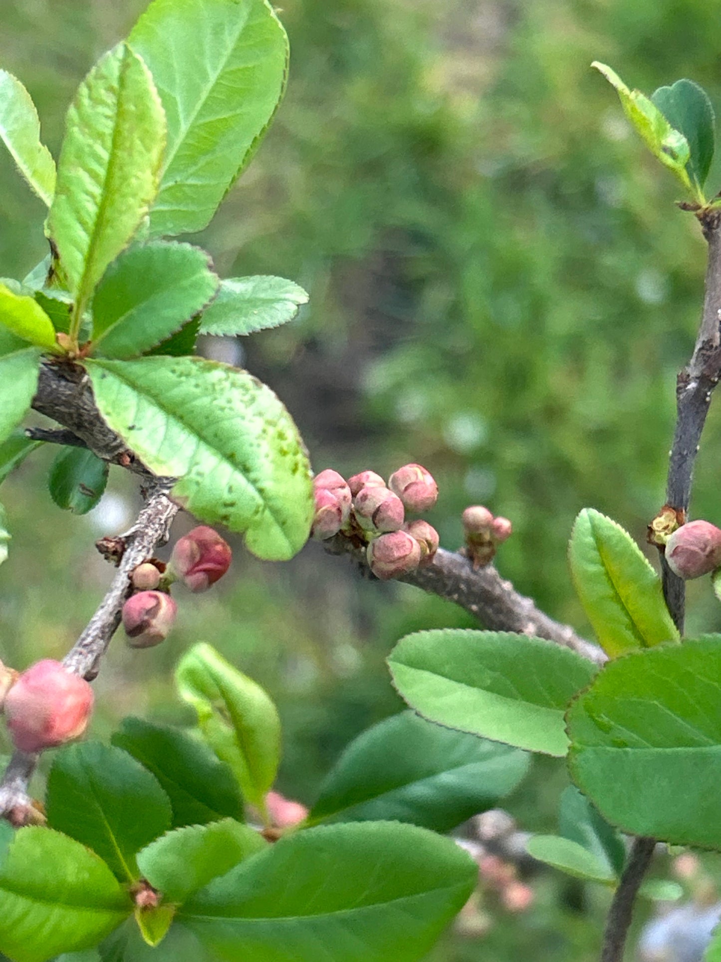 Shijieyi Flowering Quince -世界一海棠- 2.5-3 Inch Thick Stem, 2ft 7inch Tall - Shipping with Growing Bag