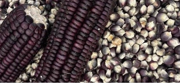 Black organic sticky corn seeds, 黑色有机糯玉米种子，30 seeds