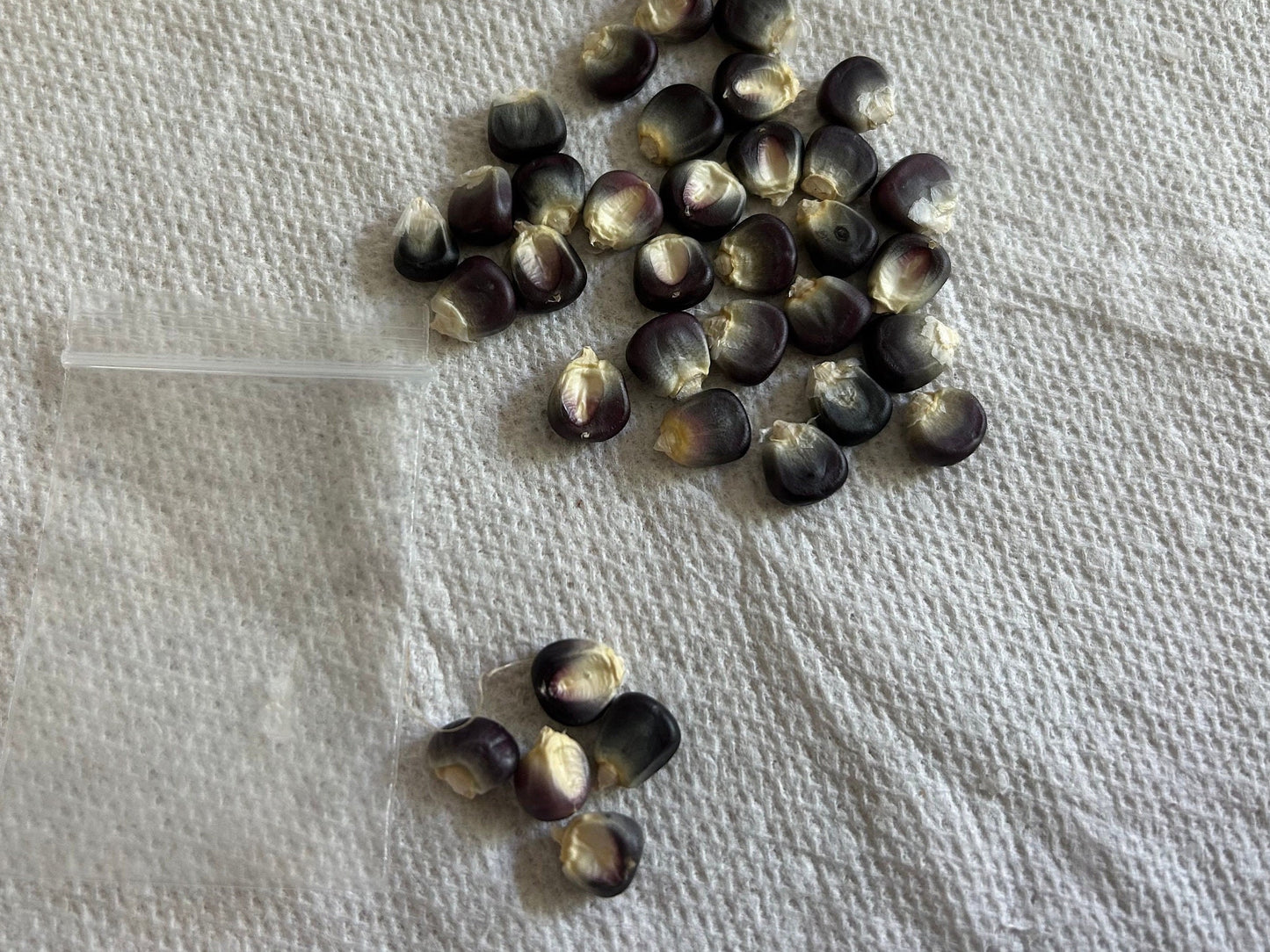 Black organic sticky corn seeds, 黑色有机糯玉米种子，30 seeds